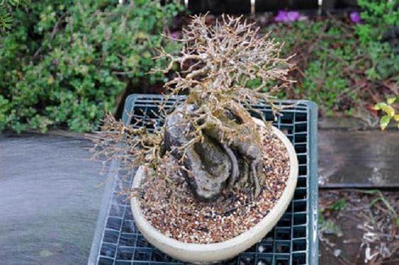 图解 三叉戟枫树盆景的翻盆 收尾技巧