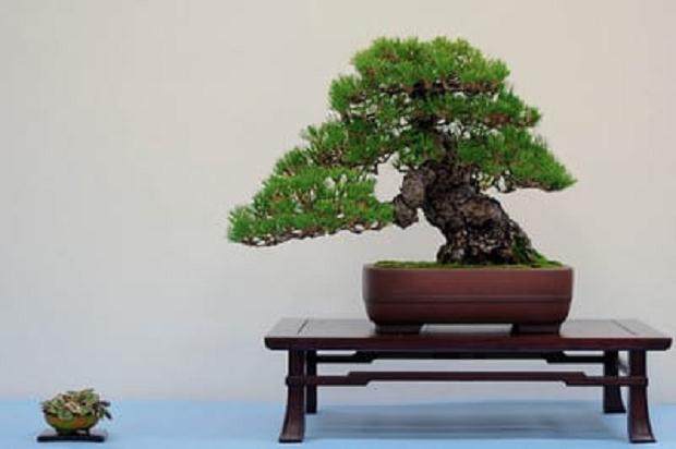 湾岛盆景在加州普莱森顿举行了第11届年度展览