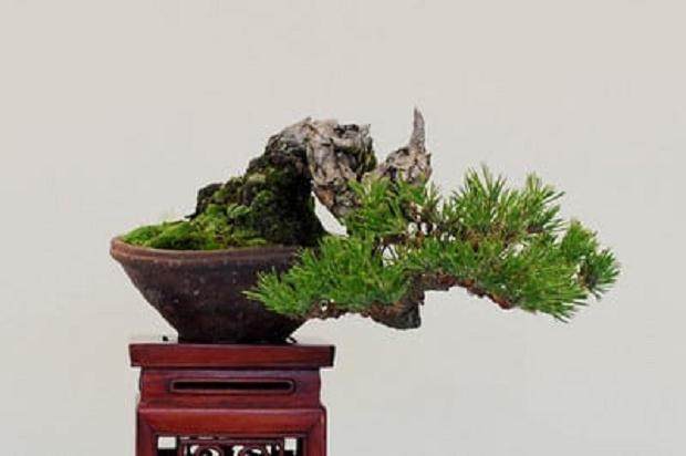 湾岛盆景在加州普莱森顿举行了第11届年度展览