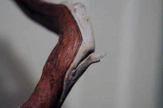 老外说制作盆景袜子 是不是指盆景舍利干?