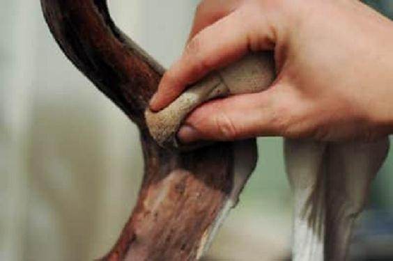 老外说制作盆景袜子 是不是指盆景舍利干?