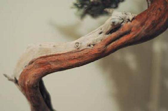 老外说制作盆景袜子 是不是指盆景舍利干?