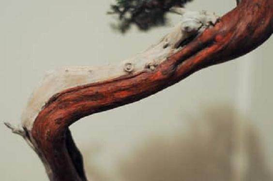 老外说制作盆景袜子 是不是指盆景舍利干?