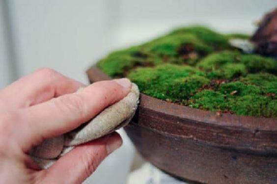 老外说制作盆景袜子 是不是指盆景舍利干?