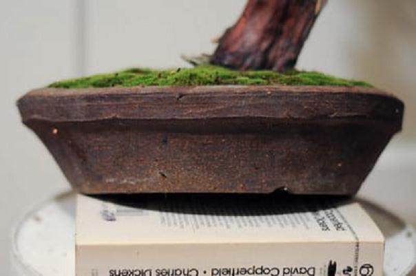 老外说制作盆景袜子 是不是指盆景舍利干?