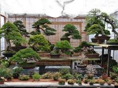 盆景今夜大家在一起 聚一聚 聊一聊