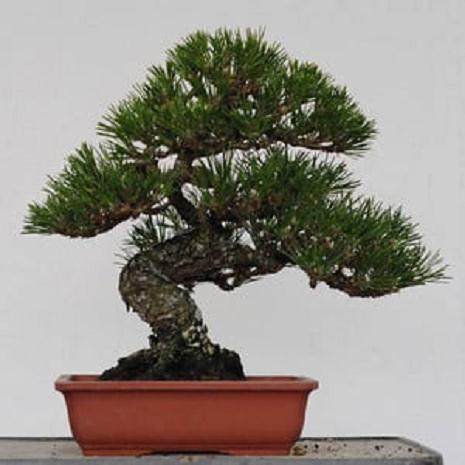 选择盆景盆子时需要考虑哪些 图片