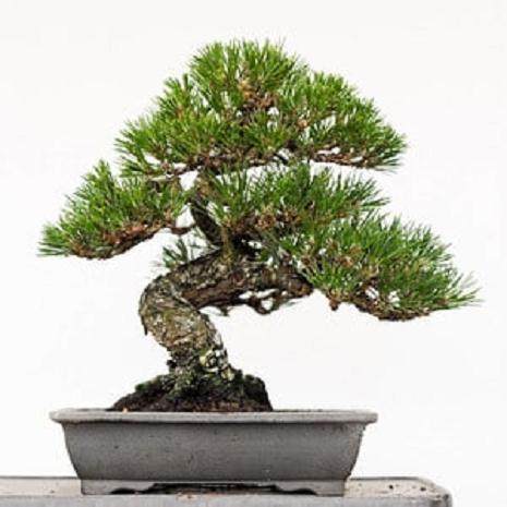 选择盆景盆子时需要考虑哪些 图片