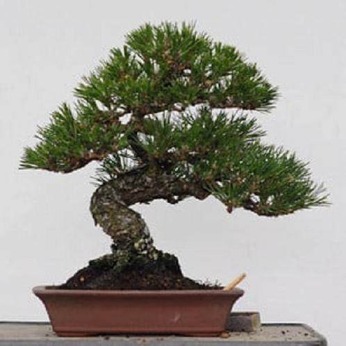 选择盆景盆子时需要考虑哪些 图片