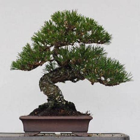 选择盆景盆子时需要考虑哪些 图片