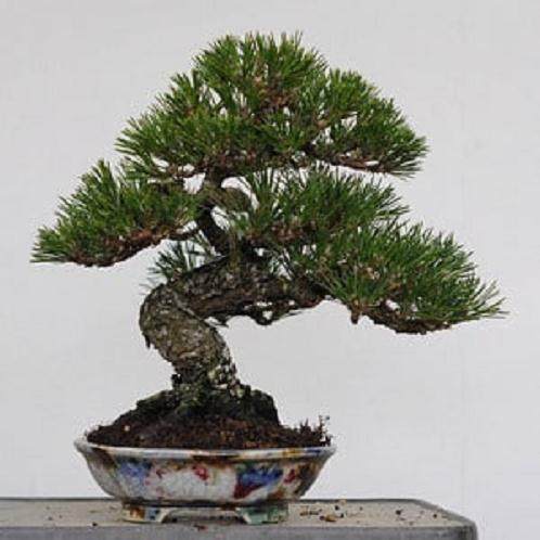 选择盆景盆子时需要考虑哪些 图片