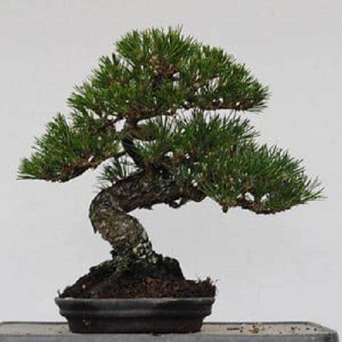 选择盆景盆子时需要考虑哪些 图片