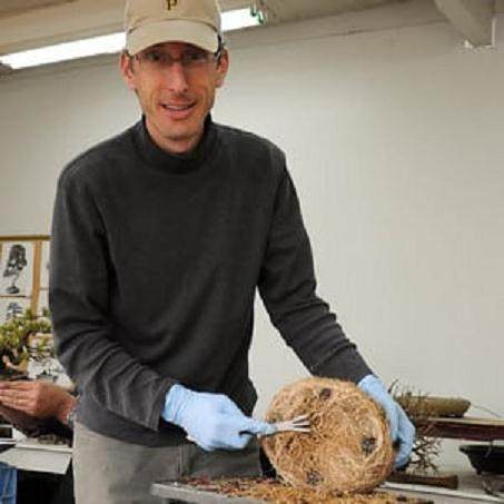 如何给三叉戟枫树盆景进行翻盆