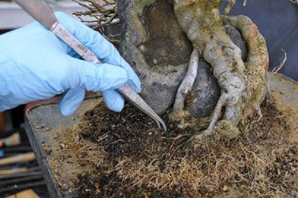 如何给三叉戟枫树盆景进行翻盆