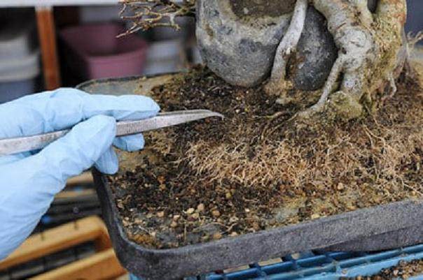 如何给三叉戟枫树盆景进行翻盆