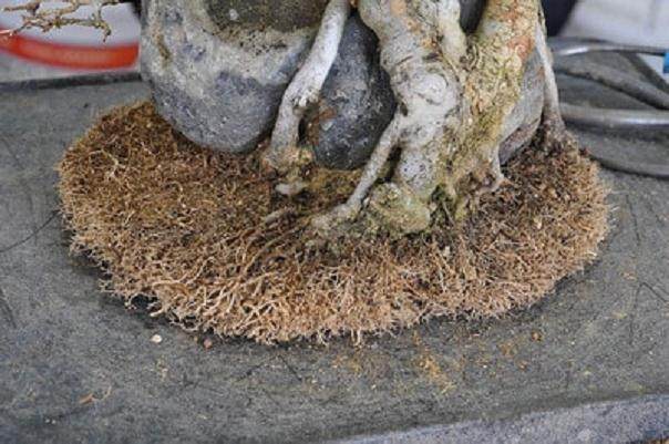 如何给三叉戟枫树盆景进行翻盆