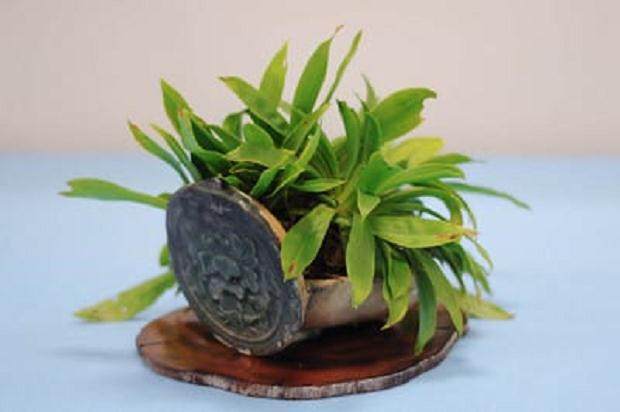 BIB第十一届盆景年度展览展上的主景植物