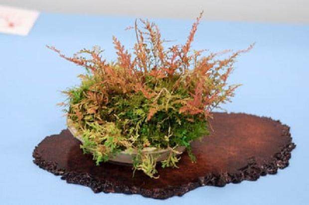 BIB第十一届盆景年度展览展上的主景植物