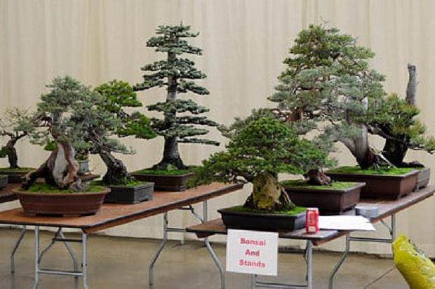 图解 进行盆景展示需要什么准备工作