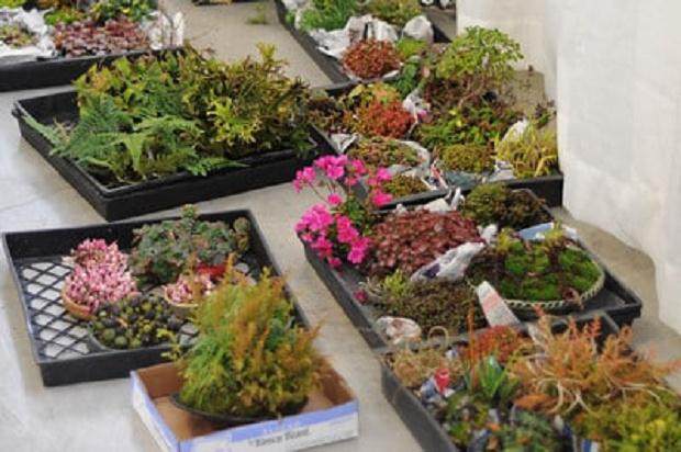 图解 进行盆景展示需要什么准备工作