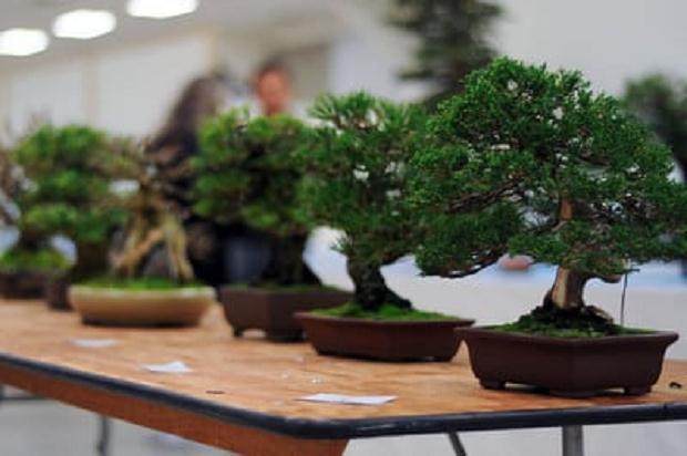 图解 进行盆景展示需要什么准备工作
