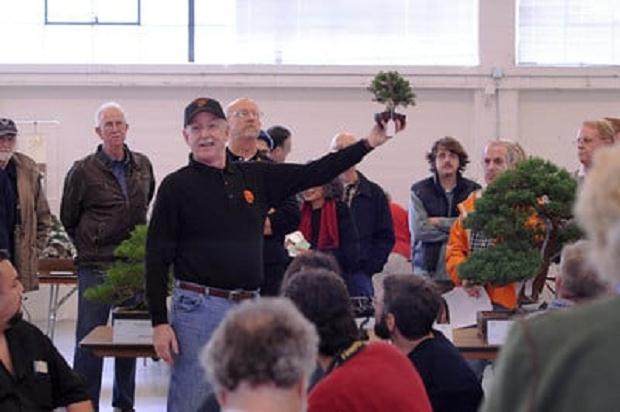 图解 进行盆景展示需要什么准备工作