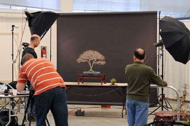 图解 进行盆景展示需要什么准备工作