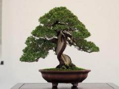 海湾岛第十一届年度盆景展 - 针叶盆景