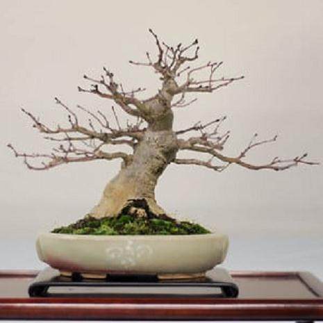 在海湾岛盆景第11届年度展览上展出的一些照片