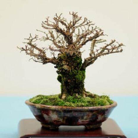 在海湾岛盆景第十一届年度展览上展出的一些照片