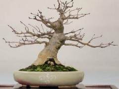 在海湾岛盆景第十一届年度展览上展出的一些照片