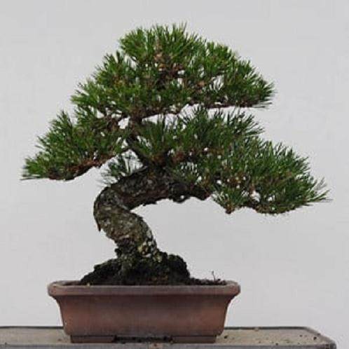 选择盆景盆子时需要考虑哪些 图片