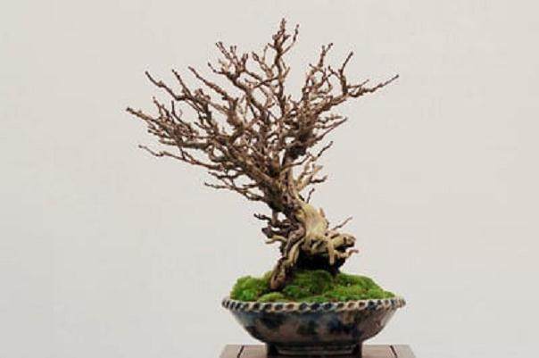 湾岛第11届年度盆景展 - 落叶和阔叶树