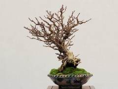 湾岛第十一届年度盆景展 - 落叶和阔叶树