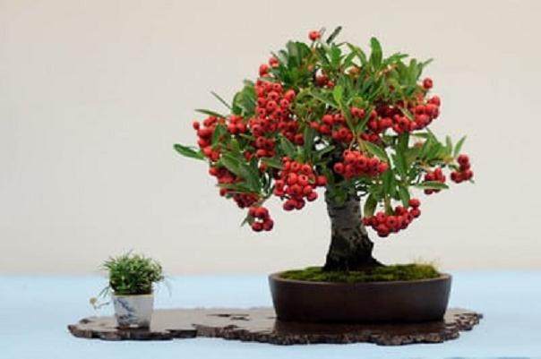 湾岛第11届年度盆景展 - 落叶和阔叶树