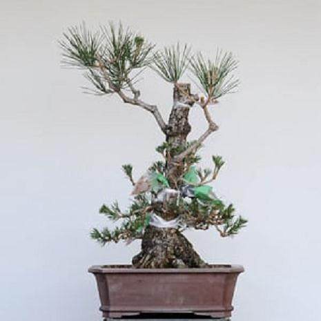 我真的很喜欢制作日本黑松盆景