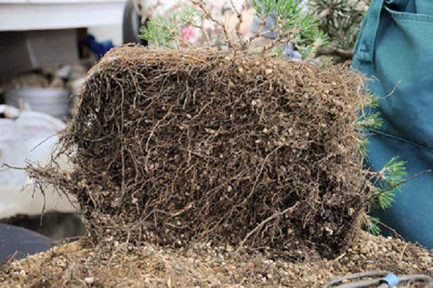 我真的很喜欢制作日本黑松盆景