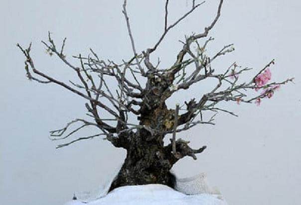 图解 梅花盆景怎么嫁接翻盆的15个过程