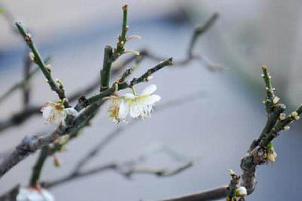 图解 梅花盆景怎么嫁接翻盆的15个过程