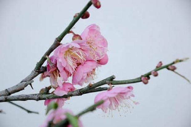 图解 梅花盆景怎么嫁接翻盆的15个过程