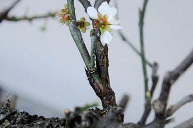 图解 梅花盆景怎么嫁接翻盆的15个过程