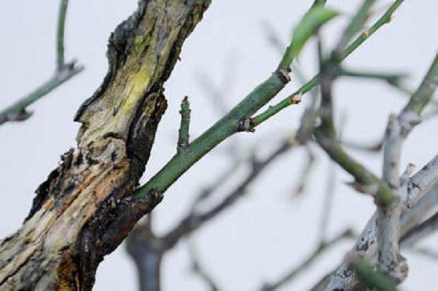 图解 梅花盆景怎么嫁接翻盆的15个过程