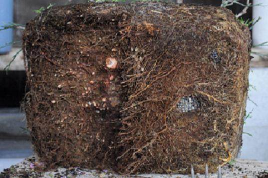 图解 梅花盆景怎么嫁接翻盆的15个过程