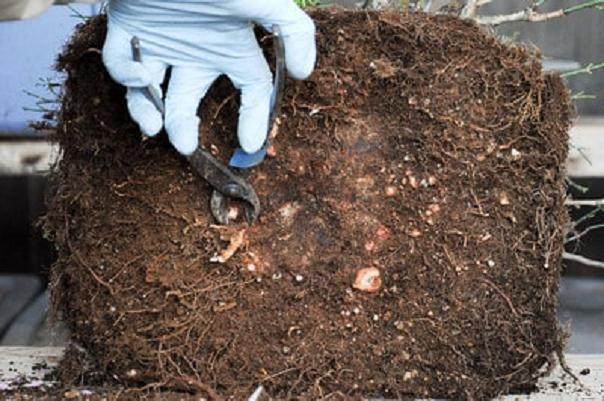 图解 梅花盆景怎么嫁接翻盆的15个过程