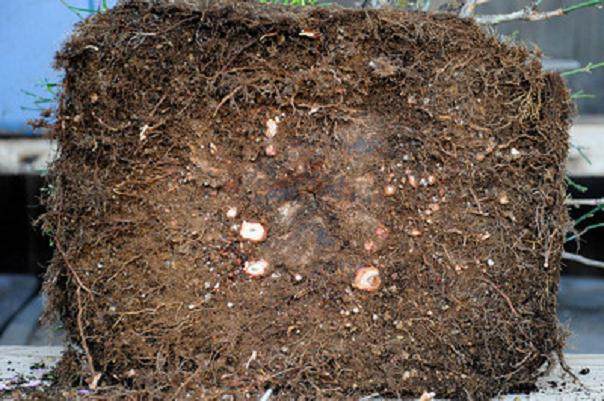 图解 梅花盆景怎么嫁接翻盆的15个过程