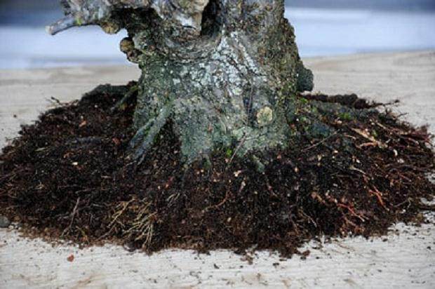 图解 梅花盆景怎么嫁接翻盆的15个过程