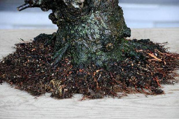 图解 梅花盆景怎么嫁接翻盆的15个过程