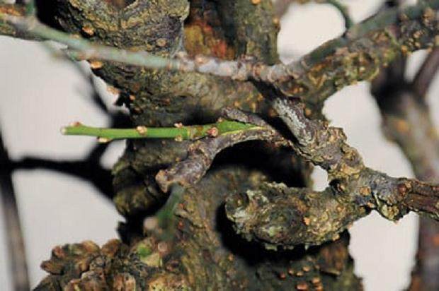 图解 梅花盆景怎么嫁接翻盆的15个过程