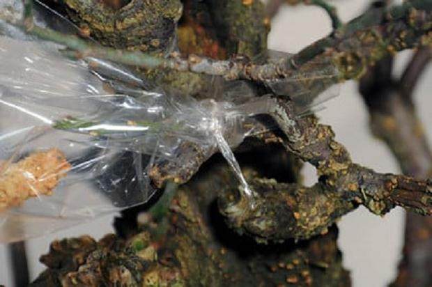 图解 梅花盆景怎么嫁接翻盆的15个过程