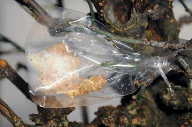 图解 梅花盆景怎么嫁接翻盆的15个过程